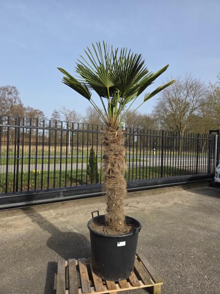 Hanfpalme-Trachycarpus-Wagnerianus-30